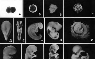 Стадии развития зародыша, взаимодействие тканей в процессе эмбрионального развития Стадии зародыша человека